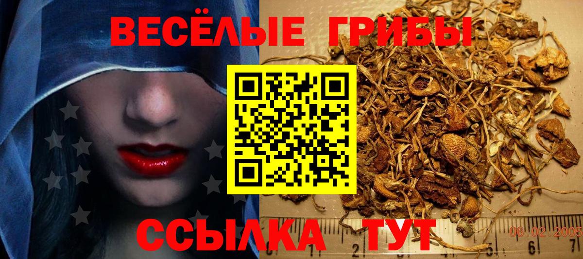 купить наркоту  Псилоцибиновые грибы GOLDEN TEACHER  Тамбов  Вход с VPN  Псилоцибиновые грибы мицелий 